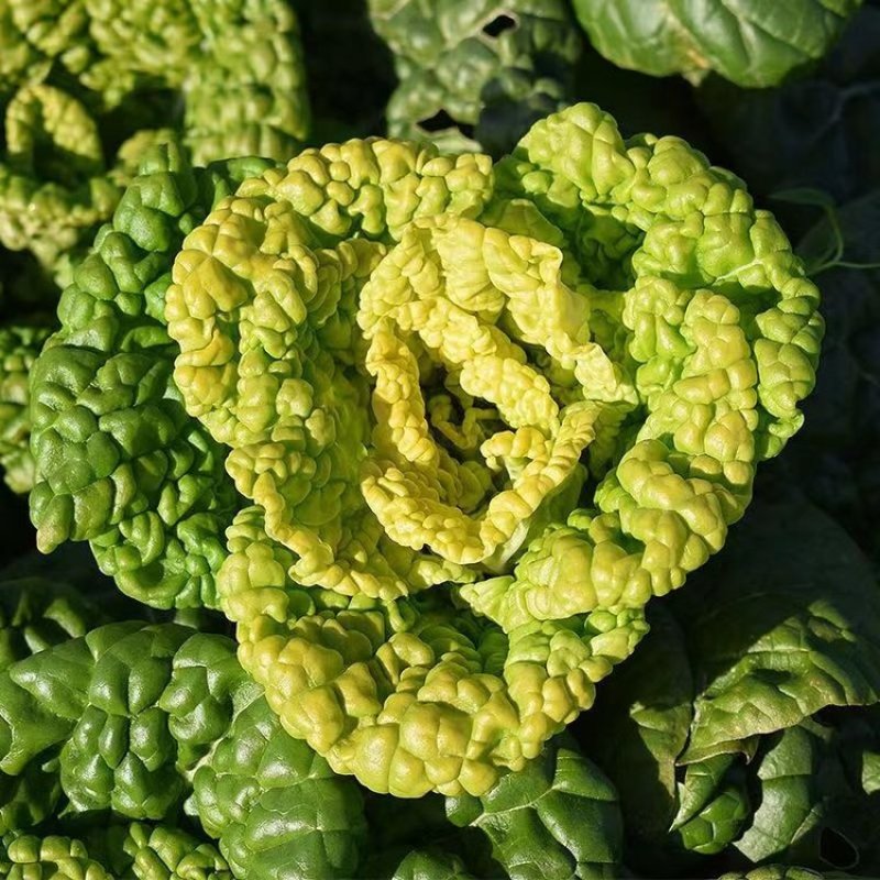 黄金佳黄心乌塌菜种子冬天菊花乌塌菜耐寒蔬菜种子黄心