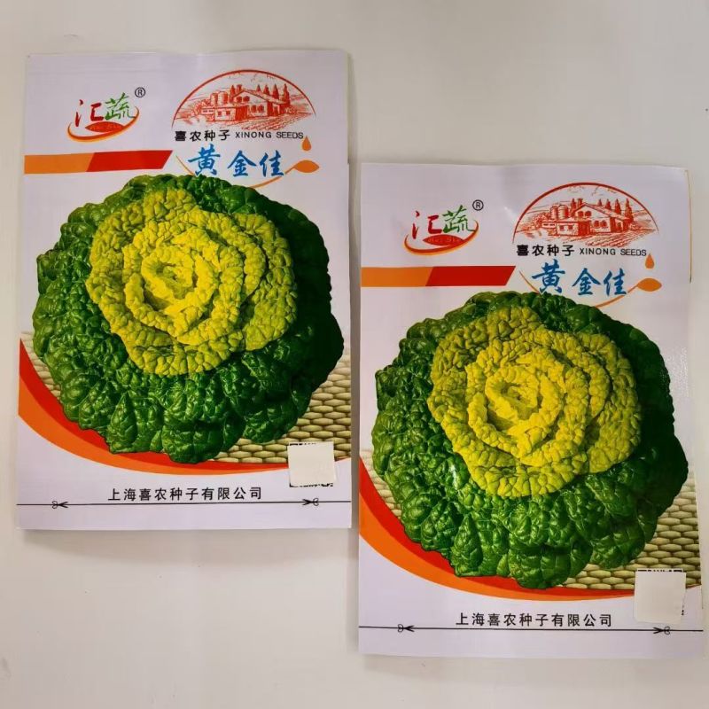 黄金佳黄心乌塌菜种子冬天菊花乌塌菜耐寒蔬菜种子黄心