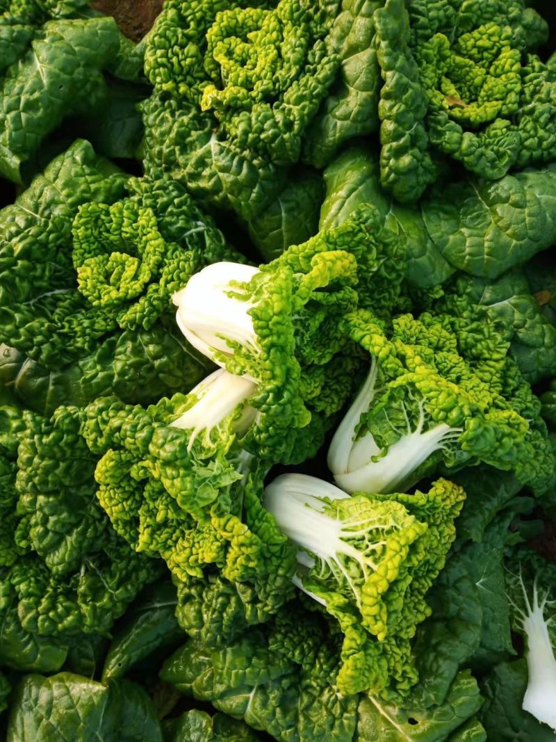 黄金佳黄心乌塌菜种子冬天菊花乌塌菜耐寒蔬菜种子黄心
