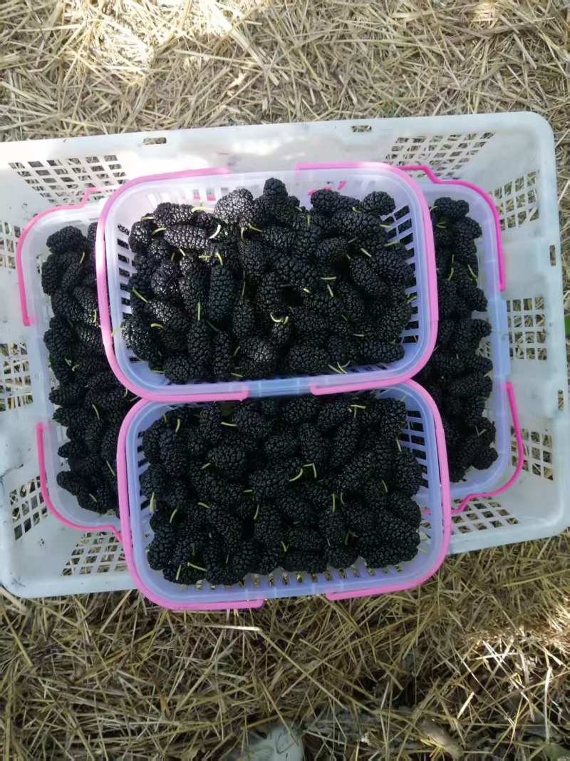 德昌桑椹果