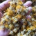 【旋覆花】金钱花伏花现货供应批发各种中药材