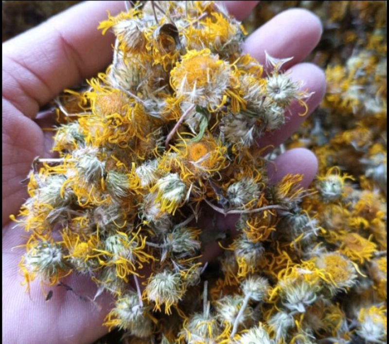 【旋覆花】金钱花伏花现货供应批发各种中药材