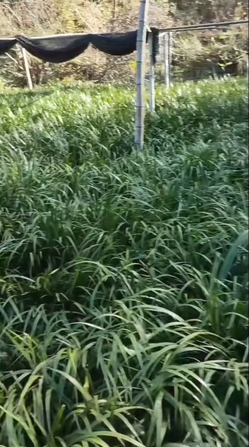 菖蒲苗