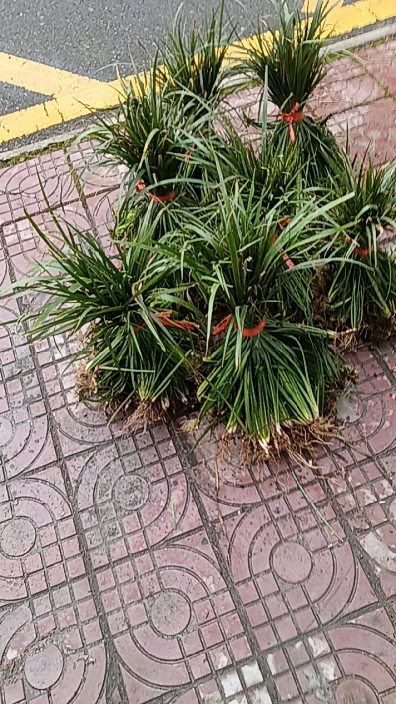 石菖蒲苗