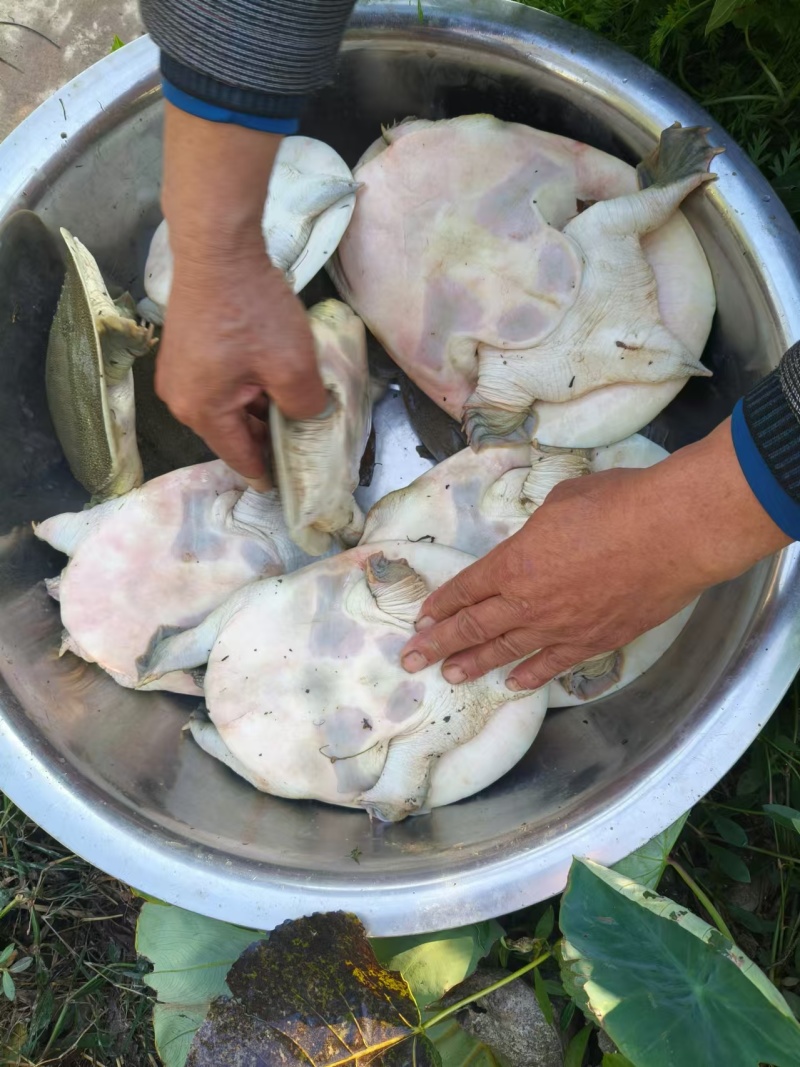 外塘甲鱼批发