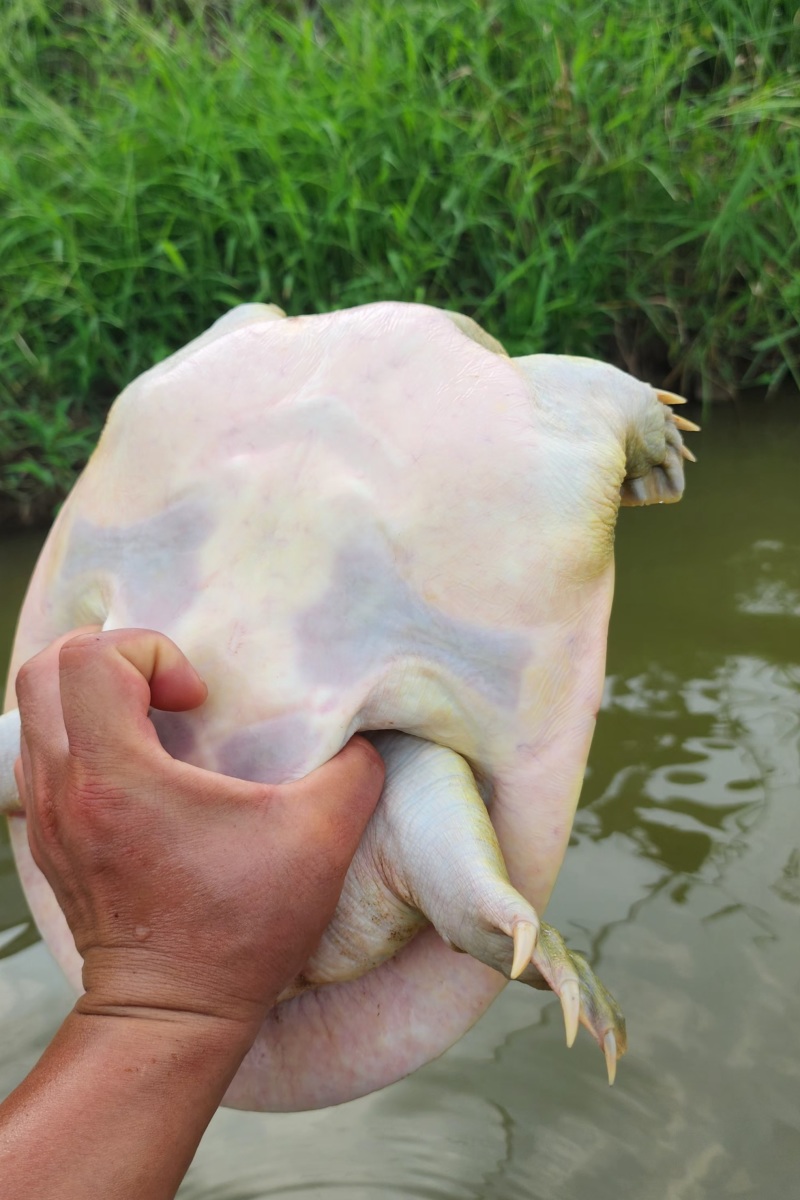 外塘甲鱼批发