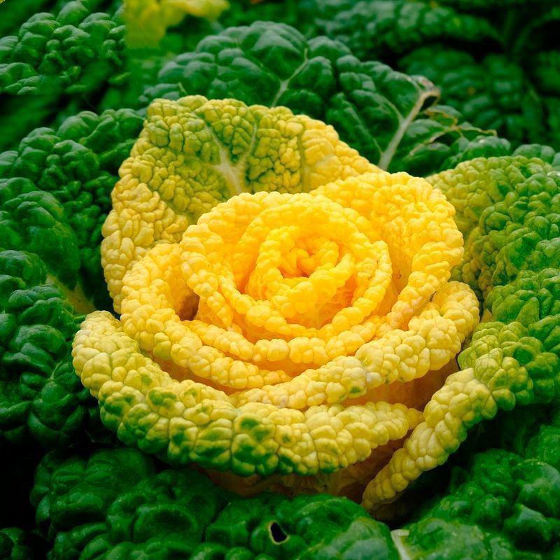 秋菊黄心乌种子乌塌菜耐寒秋冬蔬菜种子菊花菜籽