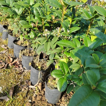 桂花树苗桂花苗盆栽室内外花卉绿植金桂丹桂沉香桂四季桂