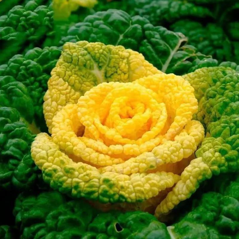 秋菊黄心乌种子乌塌菜耐寒秋冬蔬菜种子菊花菜籽