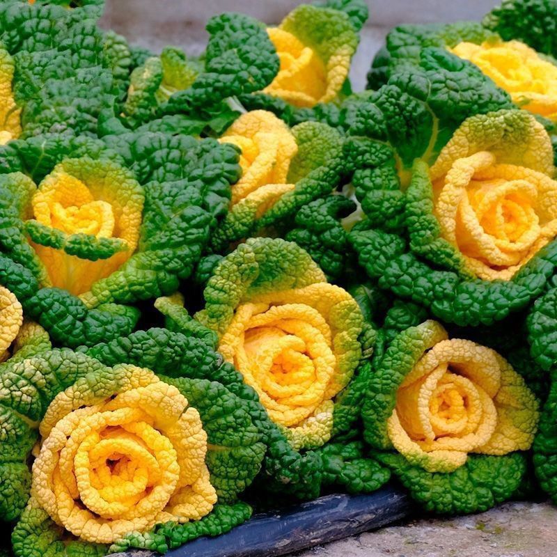 秋菊黄心乌种子乌塌菜耐寒秋冬蔬菜种子菊花菜籽