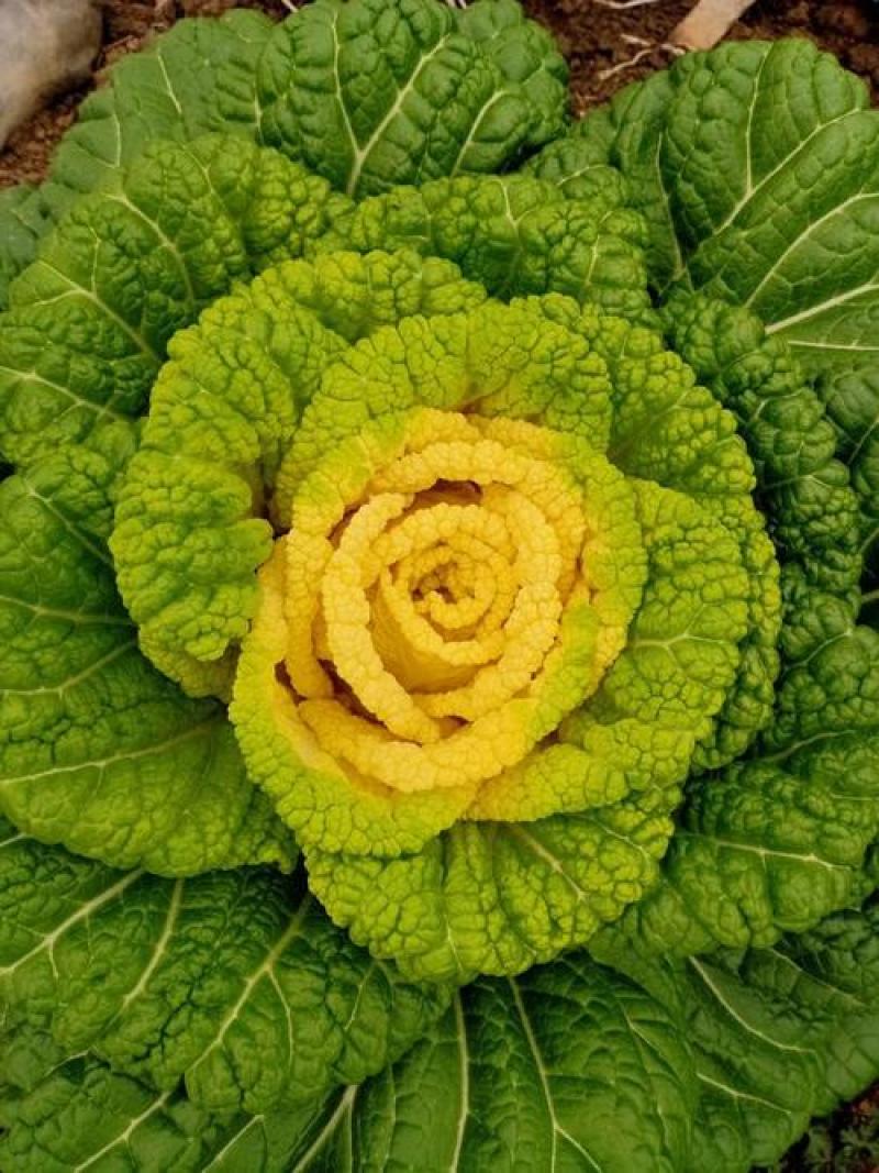 秋菊黄心乌种子乌塌菜耐寒秋冬蔬菜种子菊花菜籽