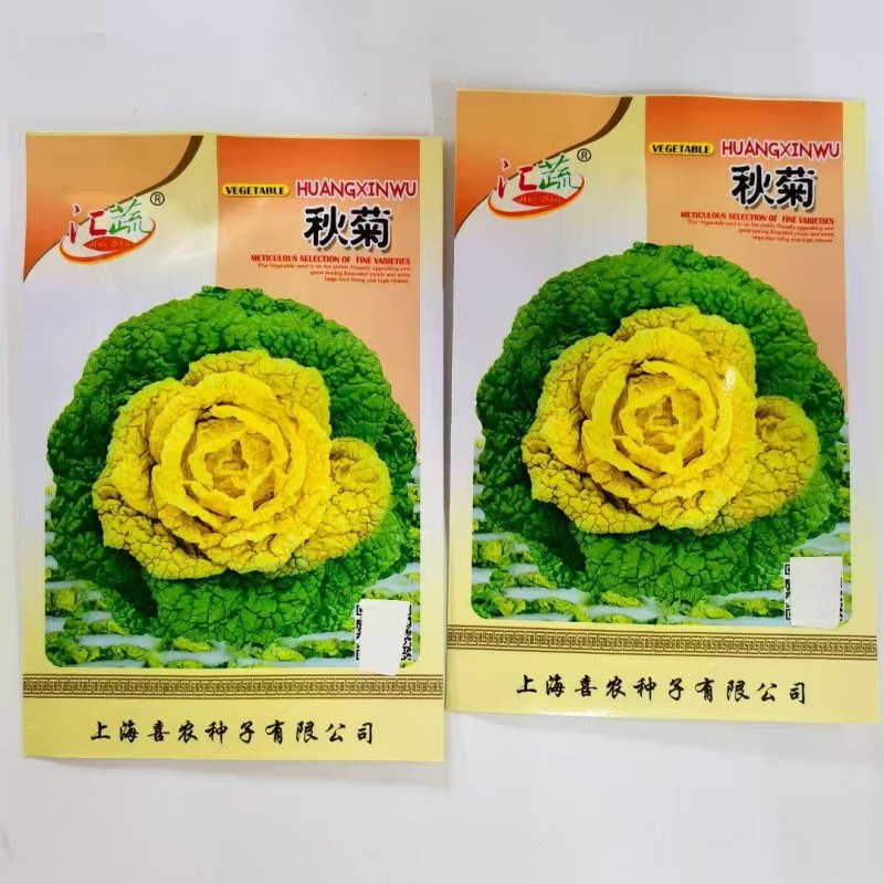 秋菊黄心乌种子乌塌菜耐寒秋冬蔬菜种子菊花菜籽