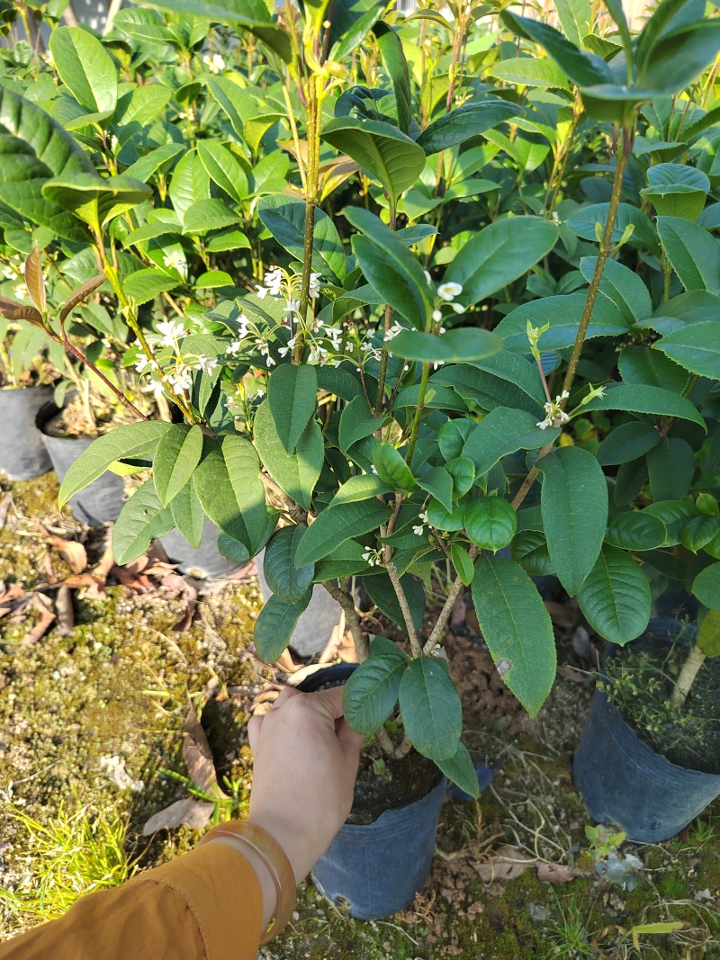 桂花树苗桂花苗盆栽室内外花卉绿植金桂丹桂沉香桂四季桂