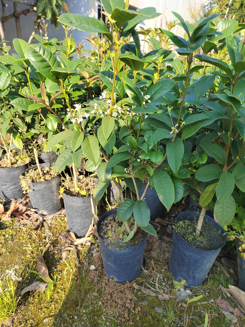 桂花树苗桂花苗盆栽室内外花卉绿植金桂丹桂沉香桂四季桂