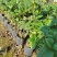 桂花树苗桂花苗盆栽室内外花卉绿植金桂丹桂沉香桂四季桂