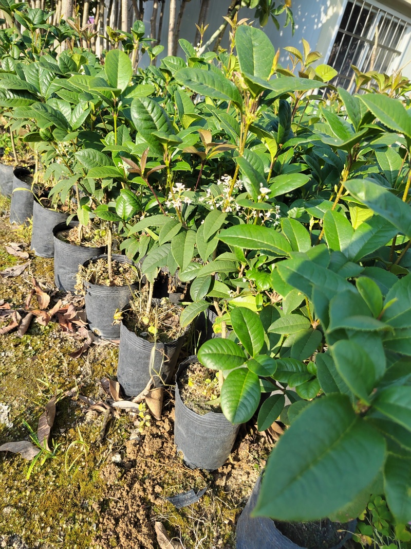 桂花树苗桂花苗盆栽室内外花卉绿植金桂丹桂沉香桂四季桂