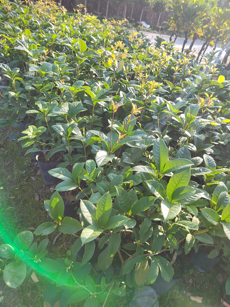 桂花树苗桂花苗盆栽室内外花卉绿植金桂丹桂沉香桂四季桂