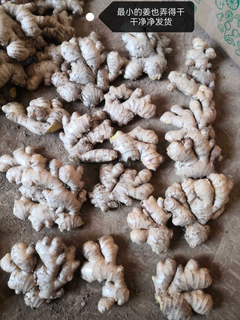 云南小黄姜生姜老姜通货电商货市场货精选好姜（批发更便宜）