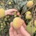 自家果园树上新鲜采摘海南桂花香荔枝批发支持一件代发团购等