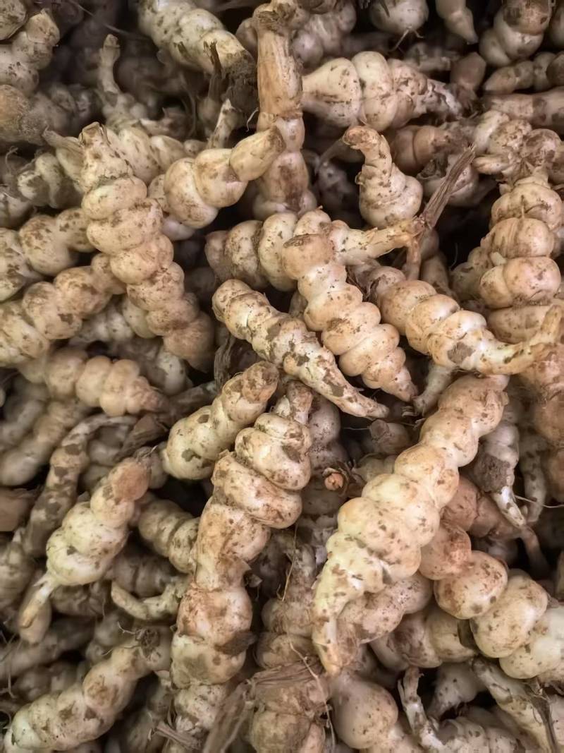 地环地蚕云南甘露子螺丝菜玉环菜宝塔菜大量共应产地直销