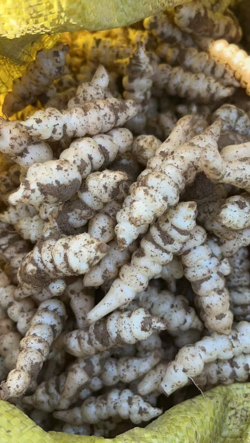 地环地蚕云南甘露子螺丝菜玉环菜宝塔菜大量共应产地直销