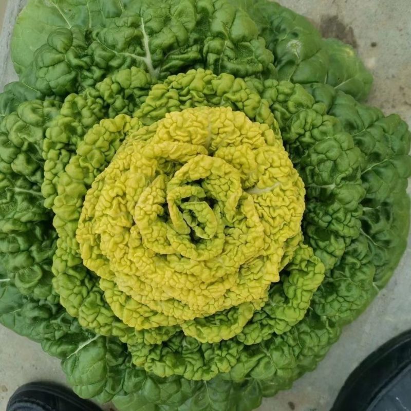 汇蔬黄心80乌塌菜白菜种籽高产耐寒春秋播矮脚白梗黄心乌菜