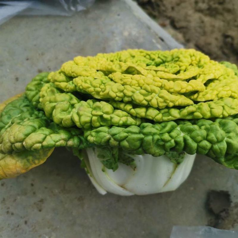 汇蔬黄心80乌塌菜白菜种籽高产耐寒春秋播矮脚白梗黄心乌菜