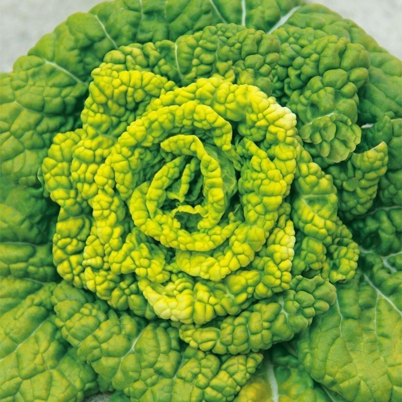汇蔬黄心80乌塌菜白菜种籽高产耐寒春秋播矮脚白梗黄心乌菜
