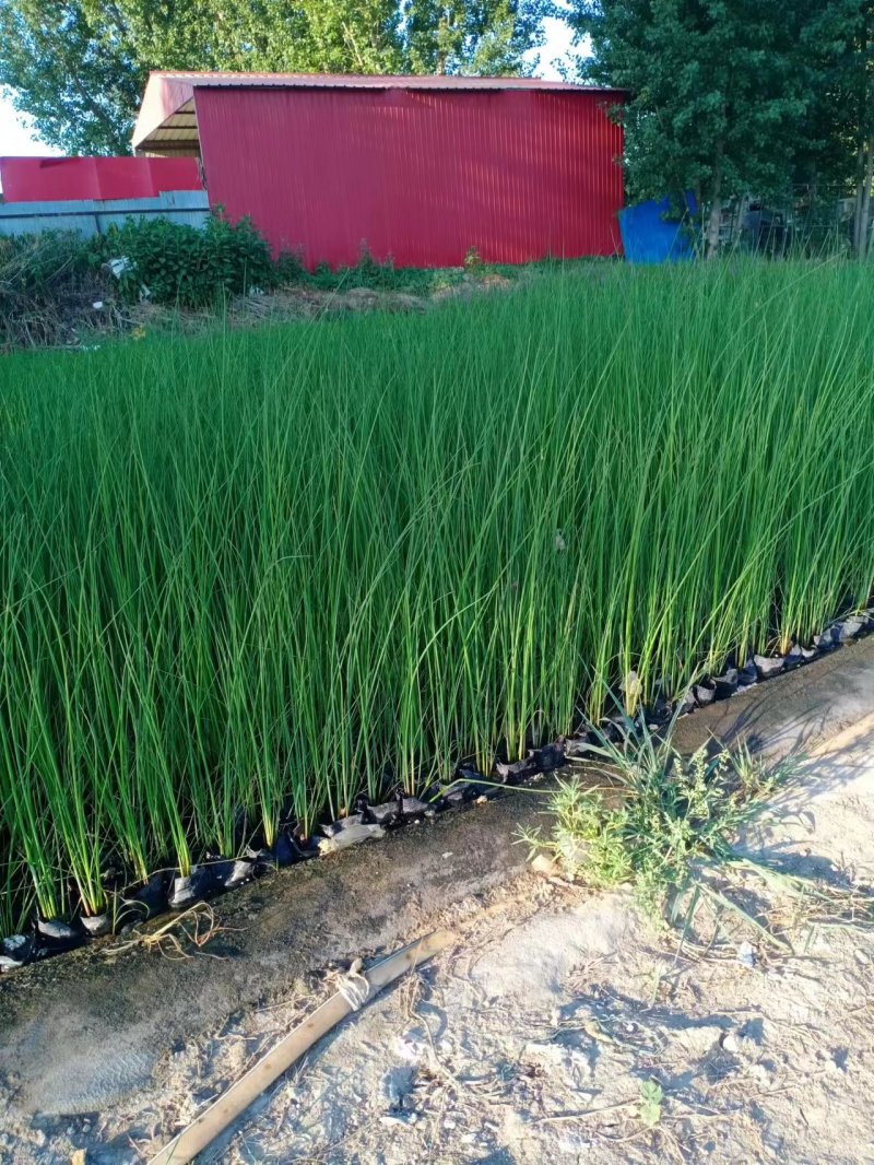 优质水葱大量供应承接水生植物亮化工程