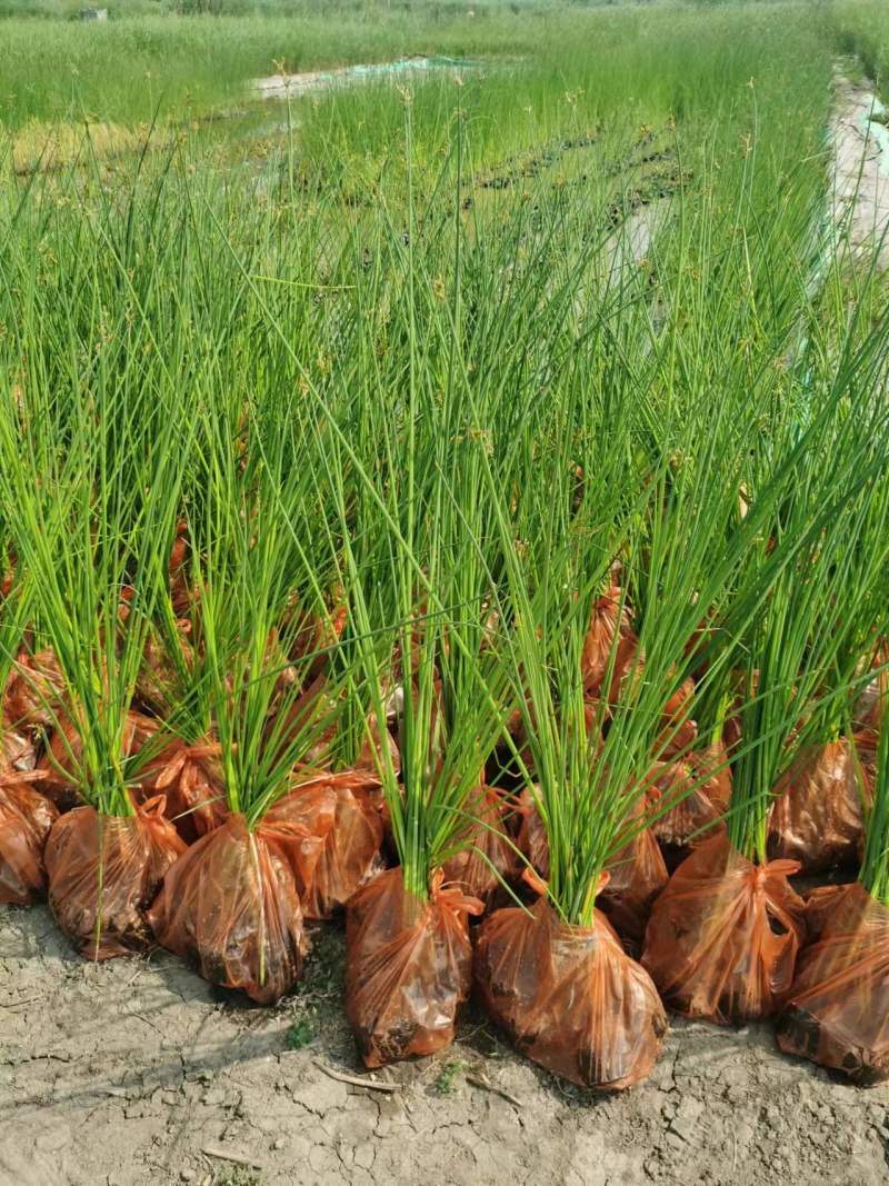 优质水葱大量供应承接水生植物亮化工程