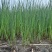 优质水葱大量供应承接水生植物亮化工程