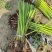 优质水葱大量供应承接水生植物亮化工程