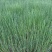 优质水葱大量供应承接水生植物亮化工程