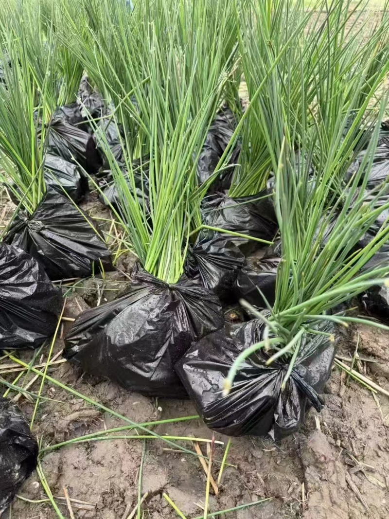 优质水葱大量供应承接水生植物亮化工程