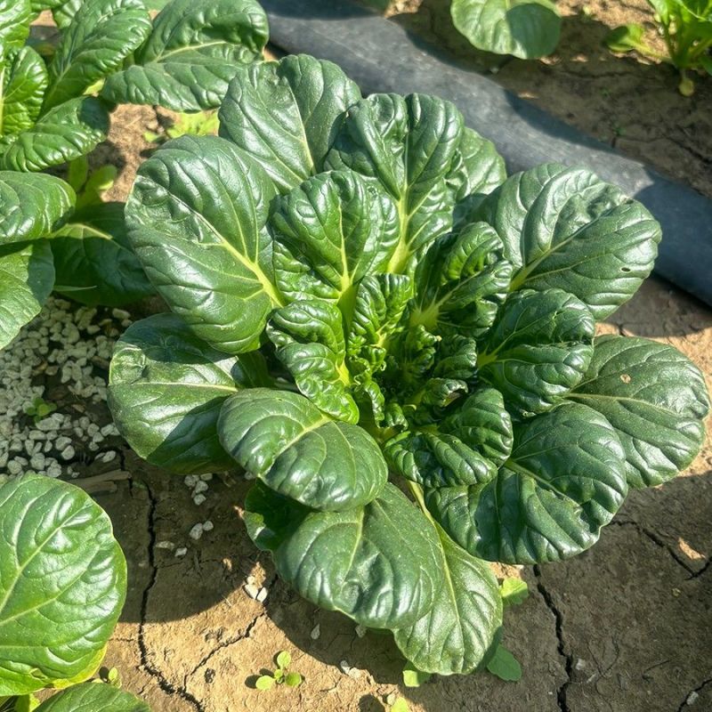 汇蔬塌地乌白菜种子株型矮小束腰梗白色外叶黑绿芯叶微黄耐寒