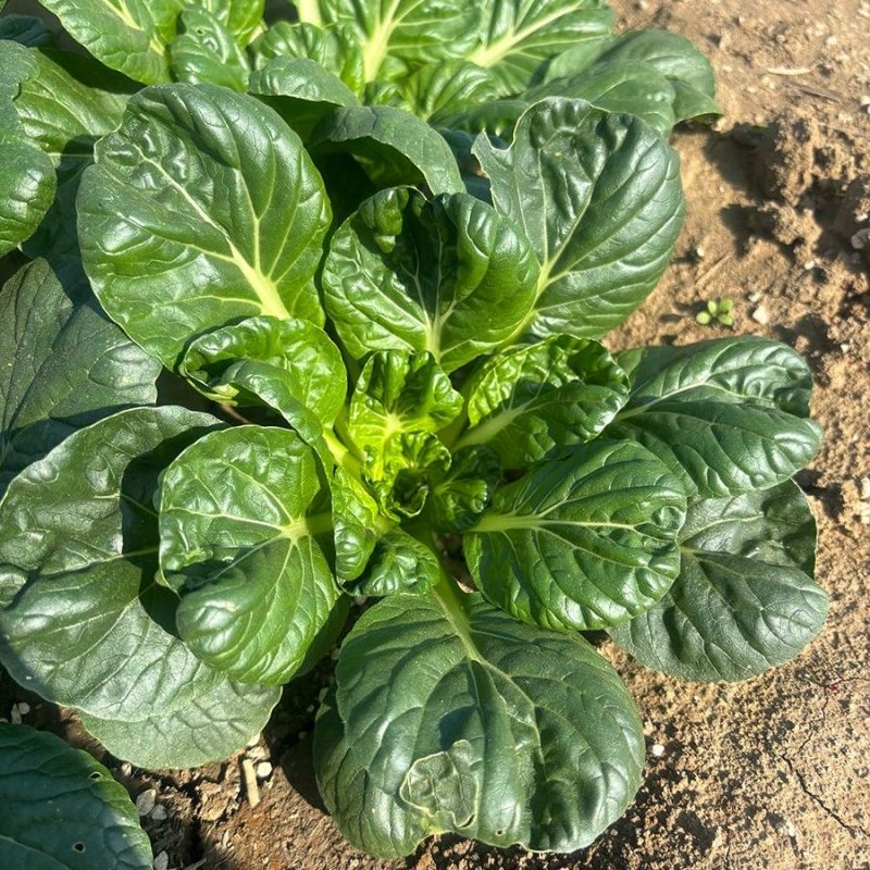 汇蔬塌地乌白菜种子株型矮小束腰梗白色外叶黑绿芯叶微黄耐寒