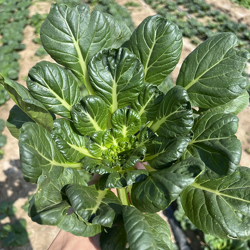 汇蔬塌地乌白菜种子株型矮小束腰梗白色外叶黑绿芯叶微黄耐寒