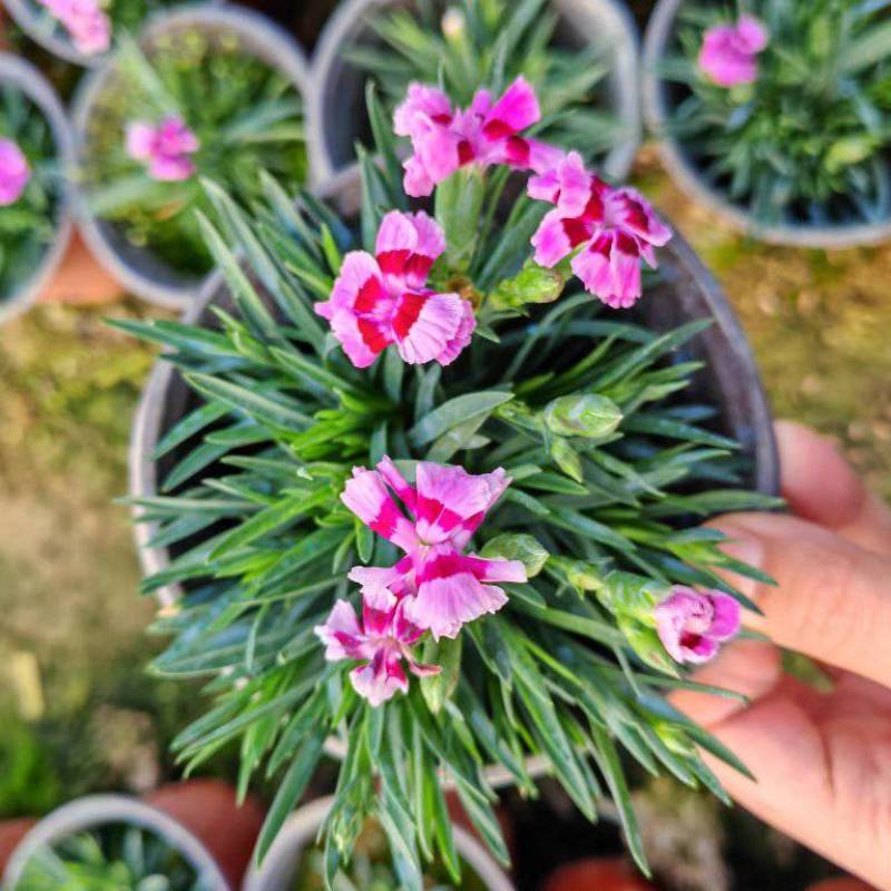 初吻石竹低矮草坪花耐寒耐旱庭院绿化常绿多年生植物一件代发