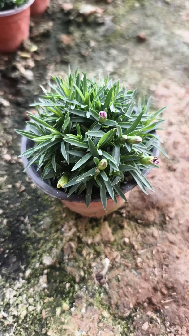 初吻石竹低矮草坪花耐寒耐旱庭院绿化常绿多年生植物一件代发