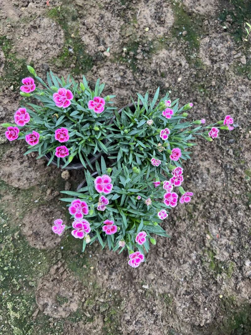 初吻石竹低矮草坪花耐寒耐旱庭院绿化常绿多年生植物一件代发