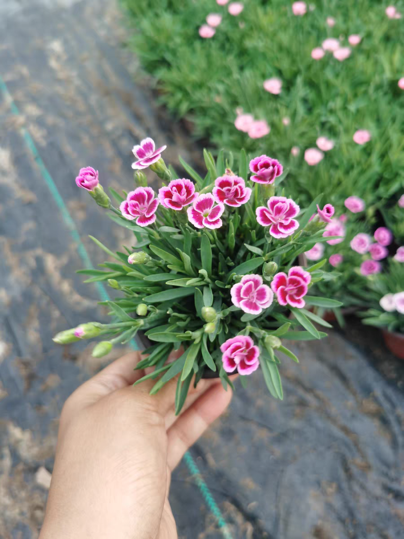 初吻石竹低矮草坪花耐寒耐旱庭院绿化常绿多年生植物一件代发
