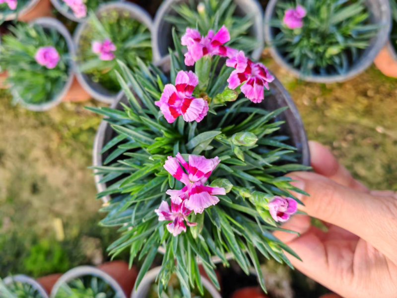 初吻石竹低矮草坪花耐寒耐旱庭院绿化常绿多年生植物一件代发