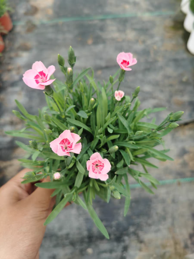 初吻石竹低矮草坪花耐寒耐旱庭院绿化常绿多年生植物