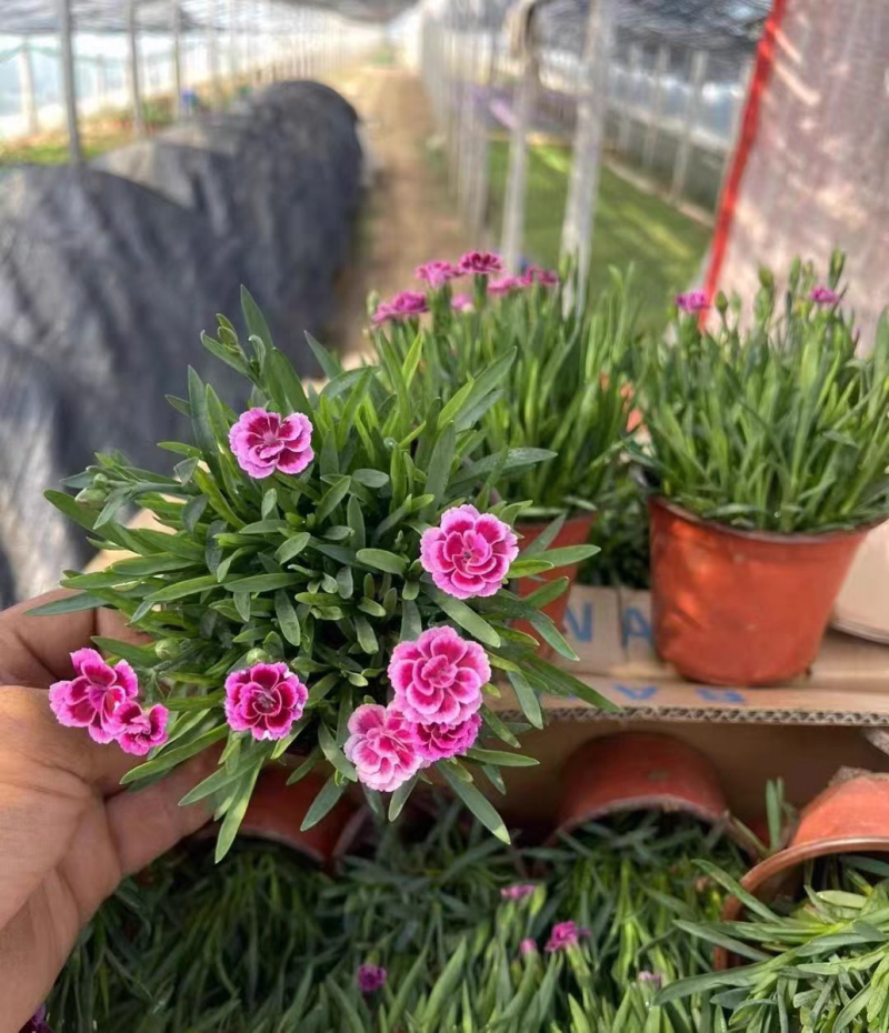 初吻石竹低矮草坪花耐寒耐旱庭院绿化常绿多年生植物