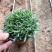 初吻石竹低矮草坪花耐寒耐旱庭院绿化常绿多年生植物