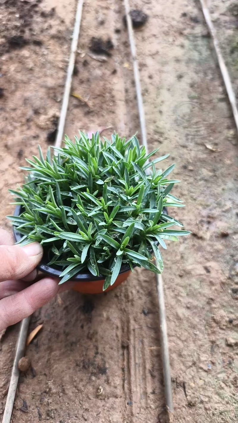 初吻石竹低矮草坪花耐寒耐旱庭院绿化常绿多年生植物