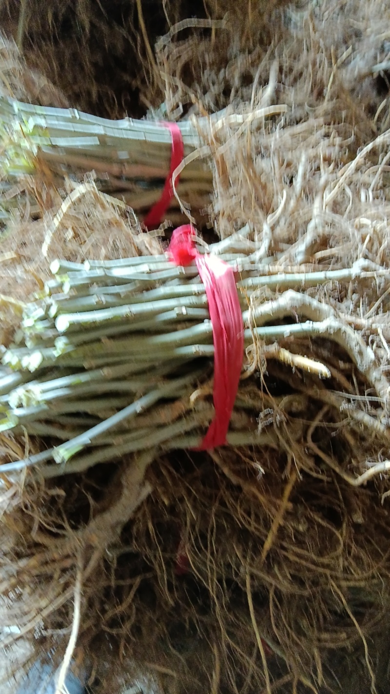 嫁接蚕桑苗