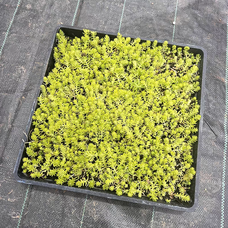 佛甲草方盘佛甲草双色杯家庭园艺绿化电商一件代发用苗