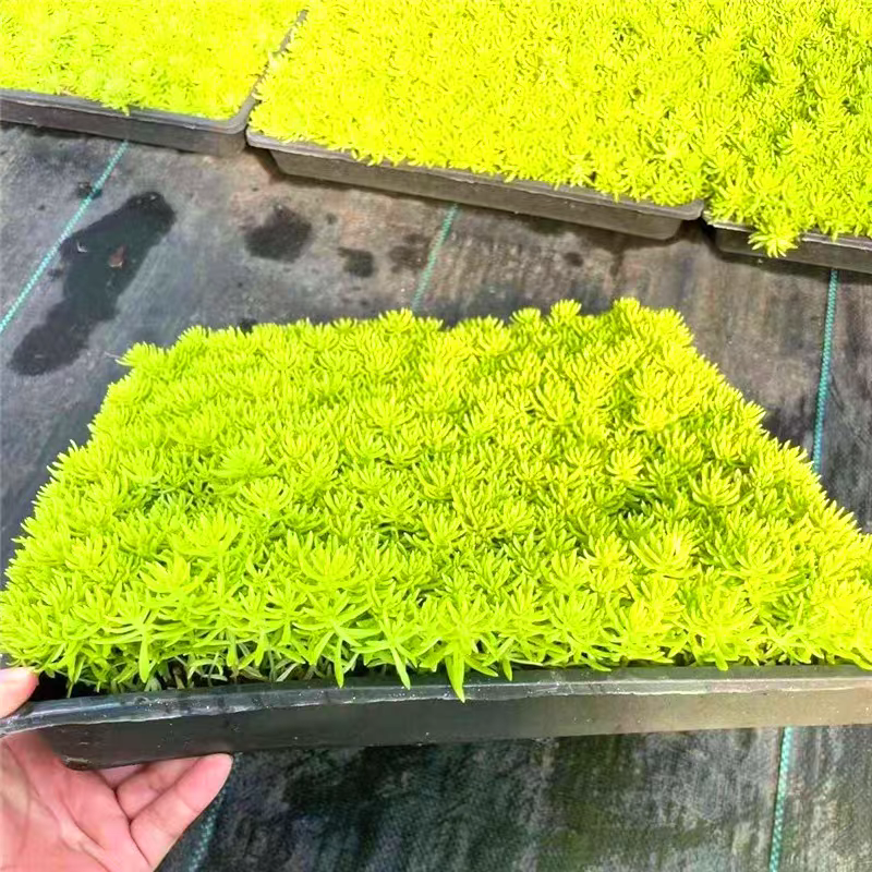 佛甲草方盘佛甲草双色杯家庭园艺绿化电商一件代发用苗