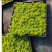 佛甲草金叶佛甲草黄金万年草屋顶绿化隔热耐寒耐旱耐热庭院种